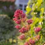 La Bergerie D'hotes לינה וארוחת בוקר