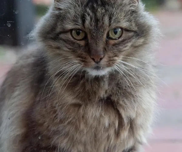 La Bergerie D'hotes 3*